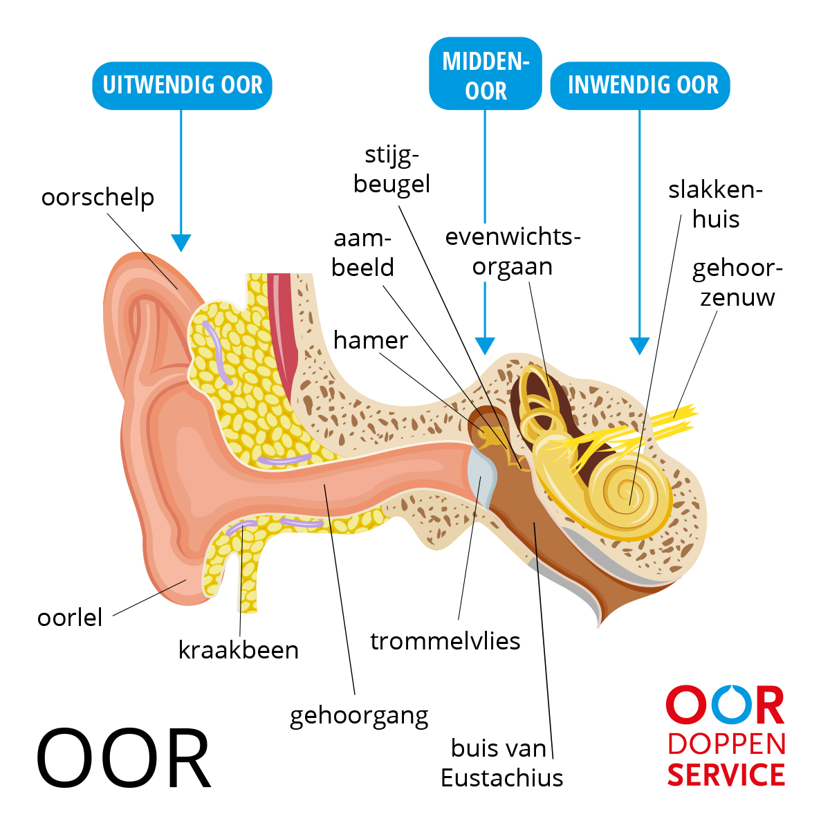 anatomie-oor